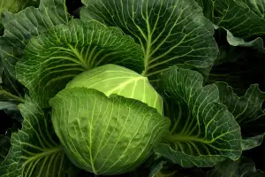 Recipe For Cabbage Rolls